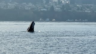 Whale at Point Defiance Park Shore splashing its flippers [upl. by Ahsinaw326]