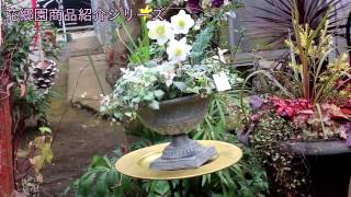 クリスマスローズ ニゲル Helleborus niger 花郷園商品紹介シリーズ第28回 [upl. by Sirraf544]