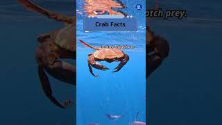 crab facts shorts facts randomfacts crab [upl. by Ronoel]