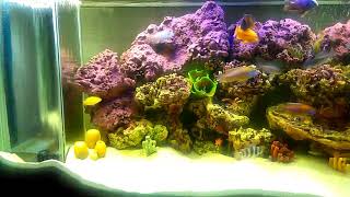 Malawi Peacock Cichlids Fish tank set up Part 2 [upl. by Oiciruam]