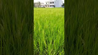 धान की खेती🌾rice cultivationpadi cultivation Nature uttarakhand oryza sativa🌾 [upl. by Esimaj]