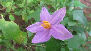 Solanum Trilobatum or thoothuvalai herb video [upl. by Retsev]