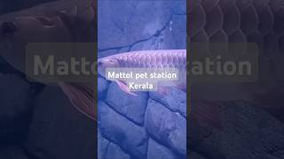 Mattool pet stationShort DjDugguvarshakumari36 keralatourism [upl. by Airdnua]