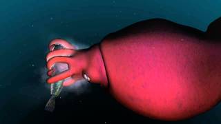 Mysterious world of the colossal squid [upl. by Guillermo]