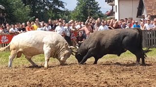 NUSRET ŠIDO JABLANGARCI MESNICA BLAŠKO Polje Busovaca [upl. by Silenay360]