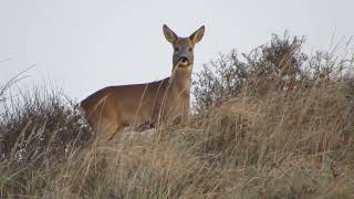 Ree – Capreolus capreolus  Annelies van Klinken [upl. by Arlinda]