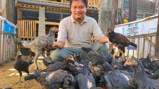 4 CARA TERNAK AYAM KAMPUNG UNTUK PEMULA DIJAMIN MENGUNTUNGKAN [upl. by Adley]