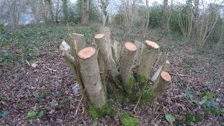 How Not To Coppice Hazel [upl. by Prentiss]