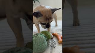 A Frenchies Favorite Toys frenchie [upl. by Bostow]