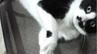 OverStimulation in Cats Example [upl. by Lou]