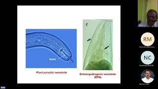 Guest LectureEntomopathogenic Nematodes for Insect controlDepartment of Nematology [upl. by Schrick108]