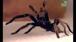 Australian TarantulaWhistling spider [upl. by Kannan817]