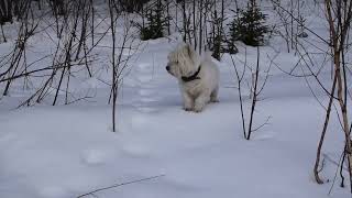 West Highland White Terrier Westie Bobby A Study in Orange [upl. by Aurita]