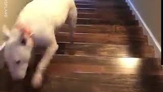 Dog Jumps Down Flight Of Stairs [upl. by Eerual]