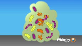 Biofilm Formation  Whiteley Medical [upl. by Cilka217]