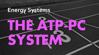 The ATPPC System  Energy Systems 02  Anatomy amp Physiology [upl. by Allbee]