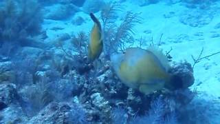 atlantic filefish 1 [upl. by Saraiya]