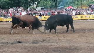 Kaceta Karlo Manduric vs Saronja Mesnica Blasko korida kod Benita [upl. by Elidad]