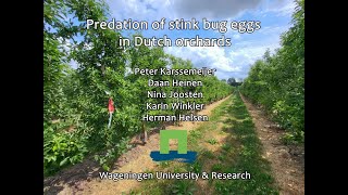 Predation of stink bug eggs in Dutch Orchards [upl. by Nnaegroeg]