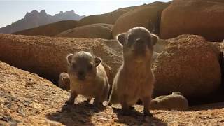 Baby rock dassies inspect gopro [upl. by Crescentia418]