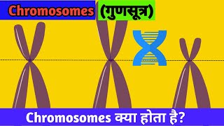 Chromosomes Kya Hota Hai I Types Of Chromosomes I Chromosomes In Hindi। [upl. by Armalda]