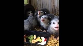 Adorable Baby Opossums Eating Fruit [upl. by Roma766]