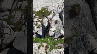 Ein Mächtiger Steinbock🥰Kraftvoll und stoltz🫶mein Kanal🍀Bergwelt Schweiz🇨🇭💫🇨🇭🇨🇭 [upl. by Annet963]