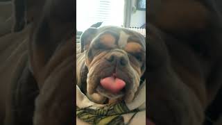 blanky mode memes funny dog bullydogbreed bulldog pets bullybully [upl. by Nylissej]