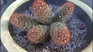 MY SEMIRARE CACTI COLLECTION [upl. by Shyamal]