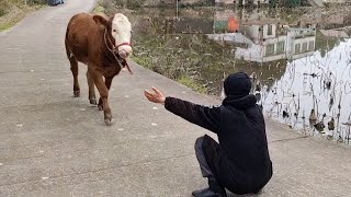 Most Emotional Animal Reunions With Their Loved Ones That Will Melt Your Heart ❤ [upl. by Mistrot]