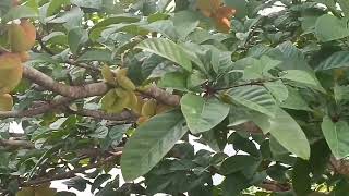 Sterculia Parviflora Samrong [upl. by Graniah]