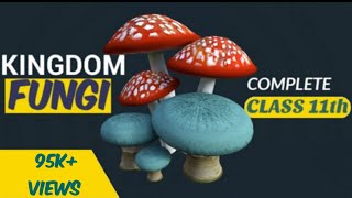 Fungi  Kingdom fungi class 11  Biological classification  Ncert  Be Educated [upl. by Hurleigh]