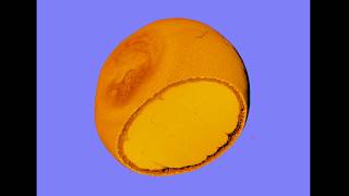 MicroCT Scan of a Clementine [upl. by Annor292]