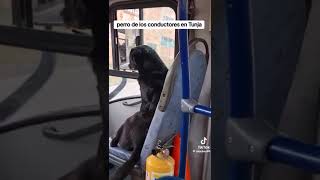 El perro quotbuseteroquot y paseador en Tunja Boyacá Colombia [upl. by Nnasor]