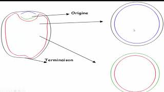 هآآآم جدا Les mécanismes dinitiation de la réplication dADN [upl. by Marietta851]