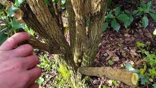 Pruning Mahonia [upl. by Nnad682]