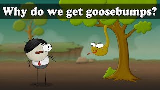 Why do we get Goosebumps  aumsum kids science education children [upl. by Lateh704]