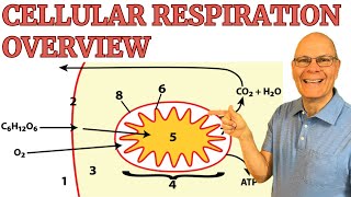 Understand Cellular Respiration with this essential AP Bio overview [upl. by Barcot]