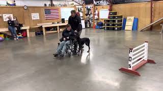 Functional quotFeltonquot 17m Old Life Proofing Skill Learning Wheelchair Heeling Adaptable To Any Life [upl. by Kassity]