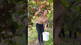 Beautiful Landscape of Fruit Farm  Delicious Kiwi 🥝🥝 Fruit Harvesting shorts fruit satisfying [upl. by Madelin]