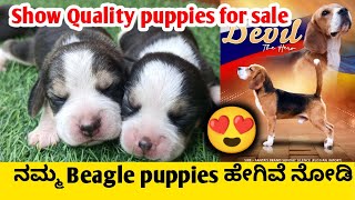 ನಮ್ಮ Beagle Puppies ಹೇಗಿವೆ ನೋಡಿ  Beagle puppies  Zen  Beagle  pet care kannada [upl. by Llerref]