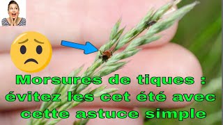 Morsures de tiques  Voici comment évitez les cet été avec cette astuce simple et naturelle [upl. by Youlton798]