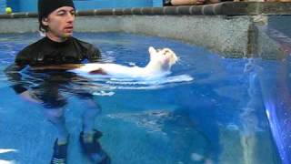 Water4Dogs Cat Hydrotherapy [upl. by Nosduh]