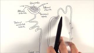 A2 Biology  Nephron structure OCR A Chapter 155 [upl. by Aicittel]