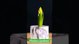 Cultivar y reproducir jacintos jacinto flores jardinería [upl. by Attenaej787]