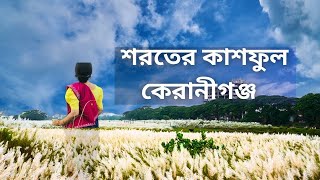 শরতের কাশফুল এ যেন সাদা মেঘের ভেলা kash Phul kashful keraniganj [upl. by Sancho38]