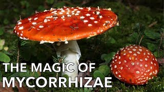 The Magic of Mycorrhizal Mushrooms [upl. by Aiykan]