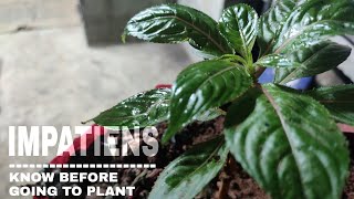 Impatiens plant care  An important tips for beginners who are planning to planting Impatiens [upl. by Wight]