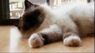 Cats 101 Birman [upl. by Fern]