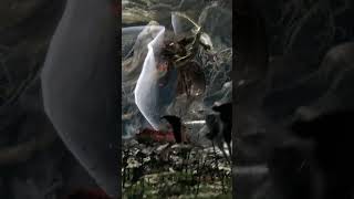 Prime Radahn vs Malenia eldenringdlc eldenring eldenrings eldenringgameplay [upl. by Ardnos]